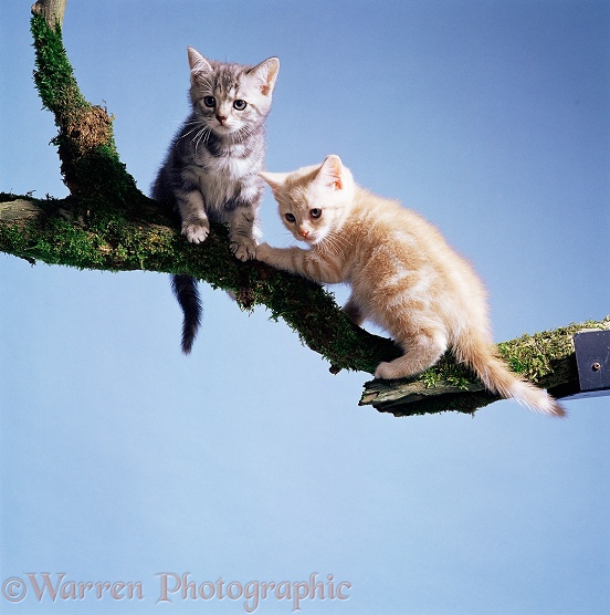 Cream and silver tabby kittens, 10 weeks old, on a branch