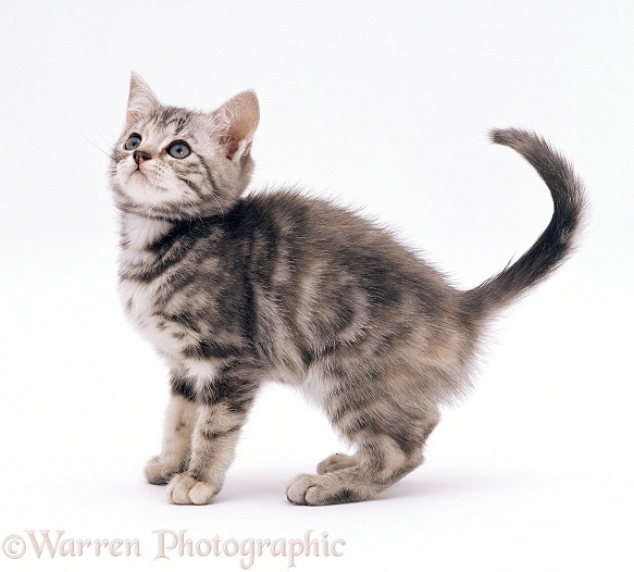 Silver tortoiseshell kitten, 10 weeks old, white background