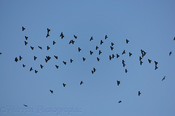 Flock of Alpine Choughs (Pyrrhocorax graculus).  Southern Europe, North Africa, Asia