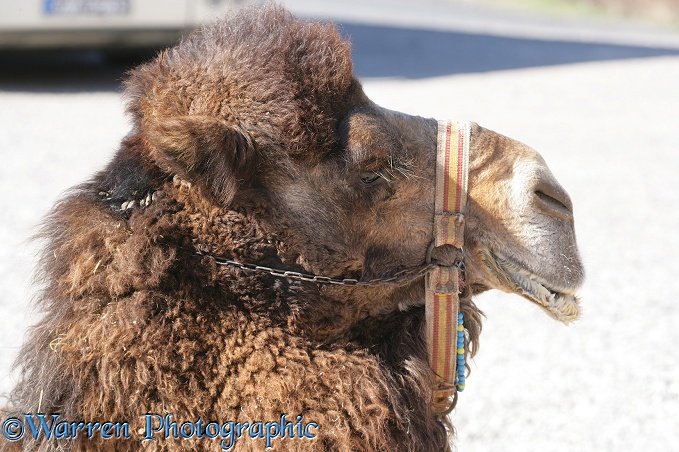Kapadokian camel.  Turkey