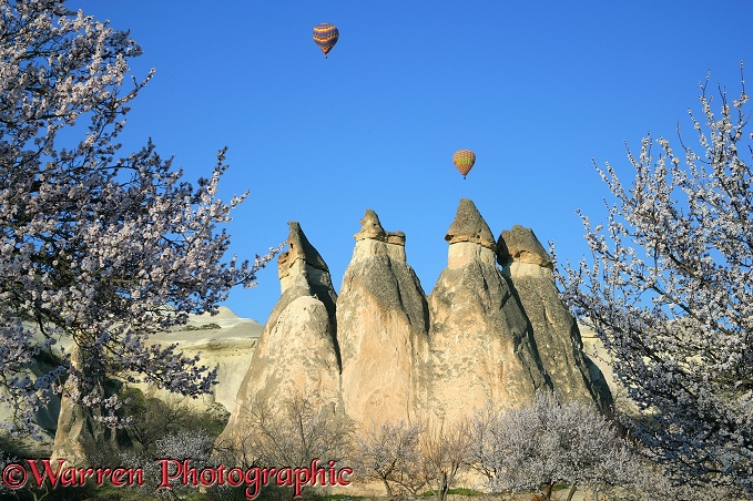 Sweet Almond blossom and fairy chimneys.  Kapadokia, Turkey