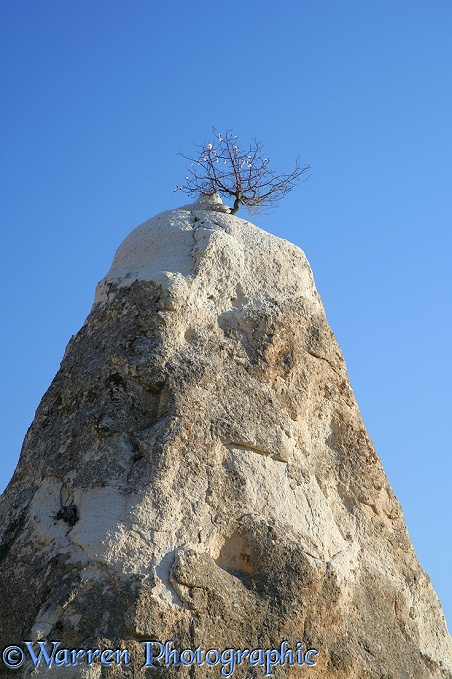Fairy chimney with Sweet Almond tree growing on top.  Kapadokia, Turkey