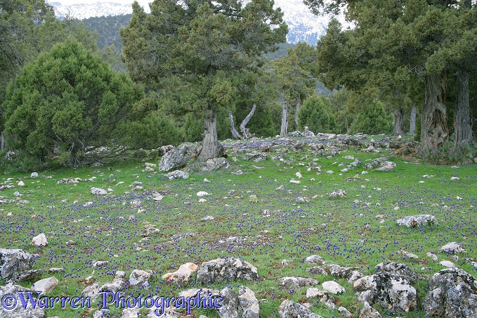 Woodland of juniper with Grape Hyacinth (Muscari armeniacum) flowers and limestone boulders.  Kizildag National Park, Turkey