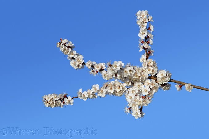 Sweet almond blossom.  Kapadokia, Turkey