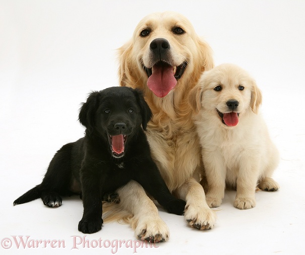 Golden Retriever, Lola, with two pups, one black and one yellow, white background