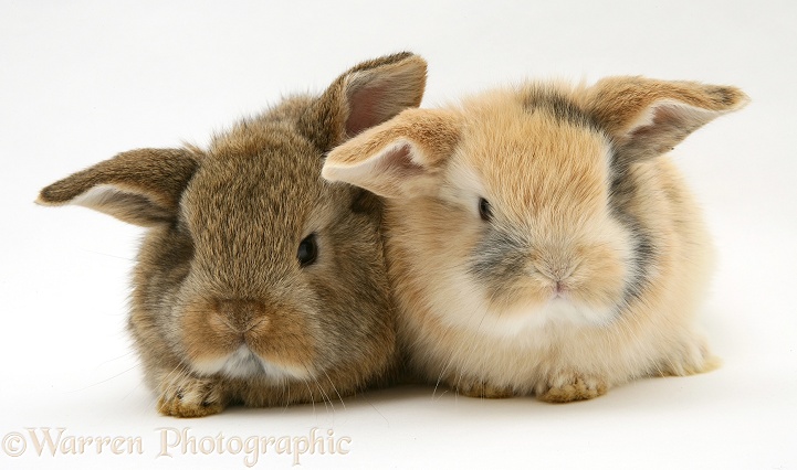 Baby sandy and agouti Lop rabbits, white background