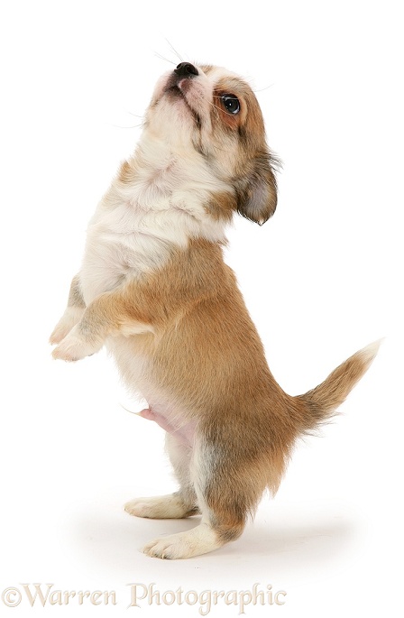 Chihuahua pup, white background