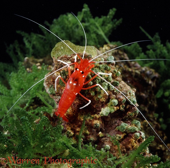 Strawberry Shrimp (Lysmata debelius)