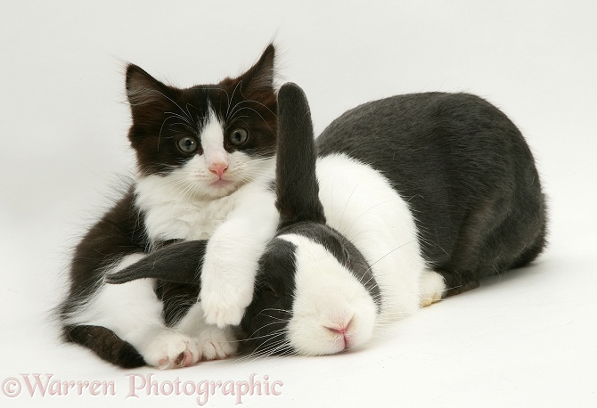 Black Dutch rabbit with black-and-white kitten Felix, white background