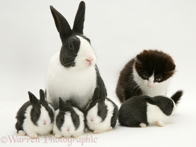 Black Dutch rabbit with with its babies and black-and-white kitten, Felix, white background