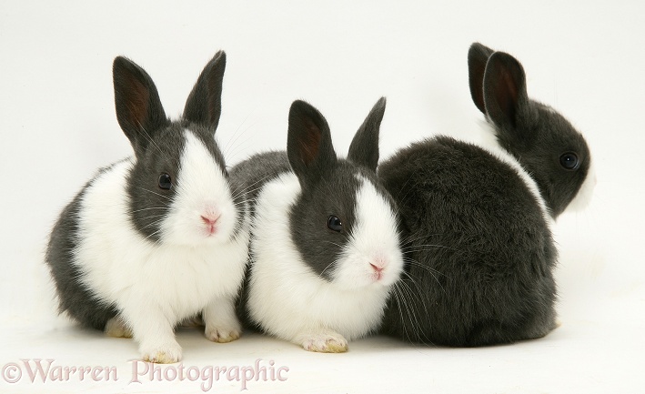 Black Dutch baby rabbits, white background