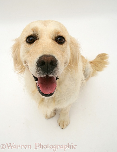 Golden Retriever bitch Lola, white background