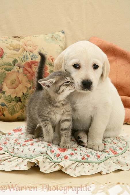 Yellow Labrador Retriever pup and blue tabby kitten, both 5 weeks old