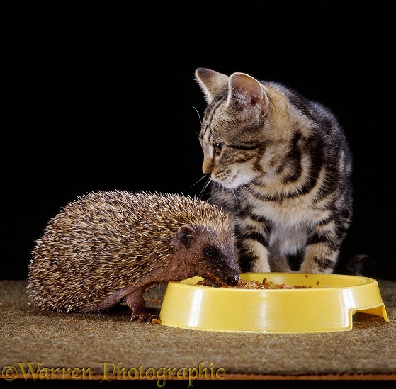 Tabby kitten and young Hedgehog (Erinaceus europaeus), both 8 weeks old, sharing a bowl of cat food