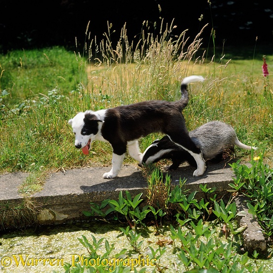 Border Collie dog pup Patch, 11 weeks old, and badger, 5 months old, going for a walk in the garden