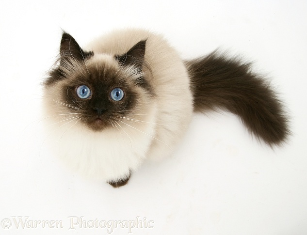 Colourpoint Birman-cross cat looking up, viewed from above, white background