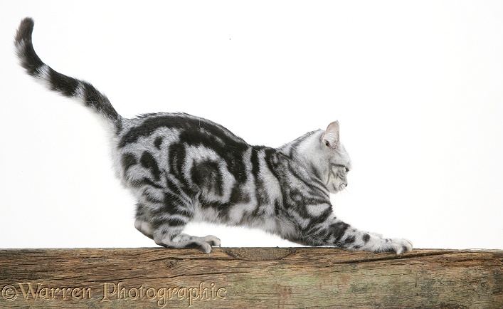Silver tabby cat, Zelda, stropping on a fence rail, white background