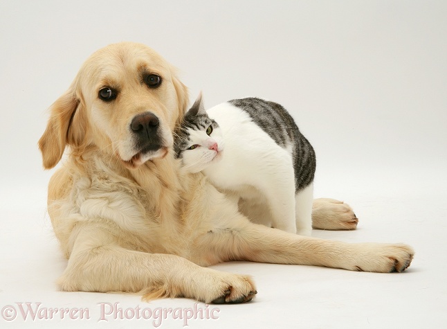 Silver-and-white cat Clover head-rubbing against Golden Retriever Lola, white background