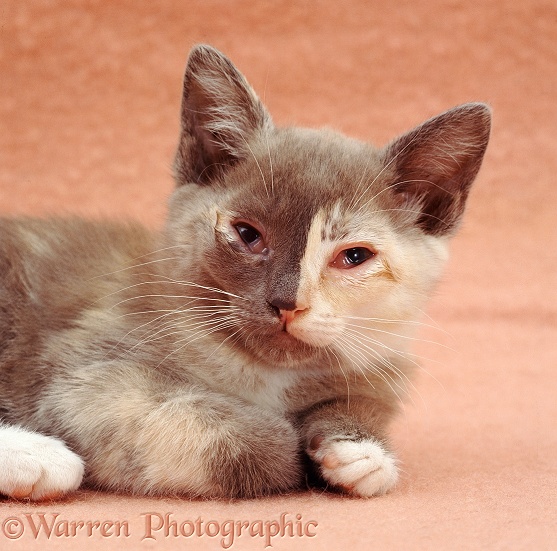 Lilac-cream Burmese-cross kitten with 'flu' symptoms (severe conjunctivitis)