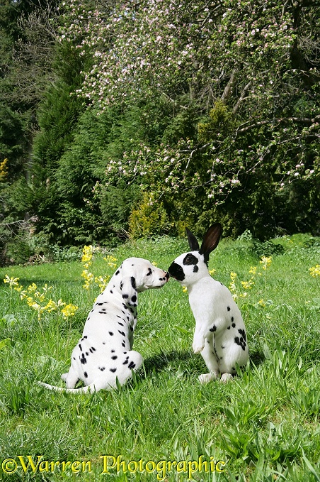 Dalmatian pup and English Spotted rabbit