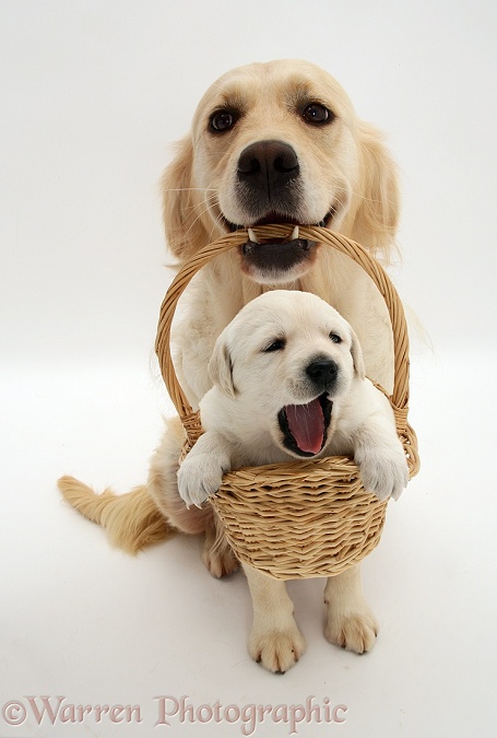 Golden Retriever bitch Lola with a puppy in a basket, white background