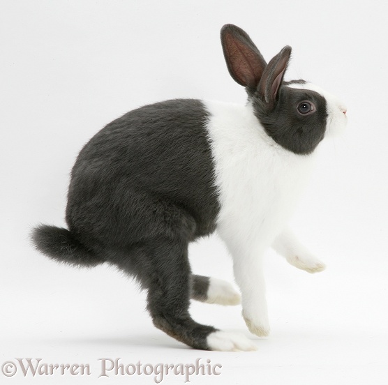 Black Dutch buck rabbit jinking, white background