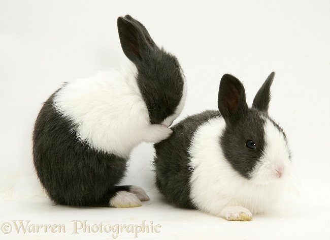 Baby Black Dutch rabbits, white background