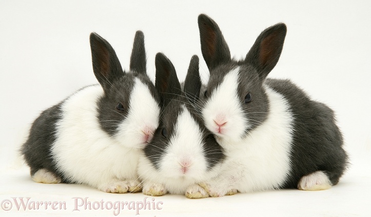 Three Baby Black Dutch rabbits, white background