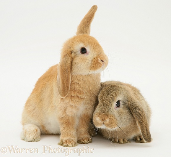 Young sandy and agouti rabbits, white background