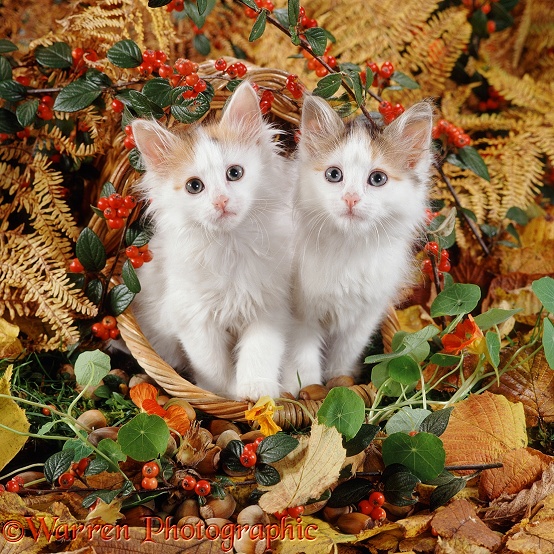Tortoiseshell-and-white kittens Mimi and Maisie have upset a basket of hazelnuts
