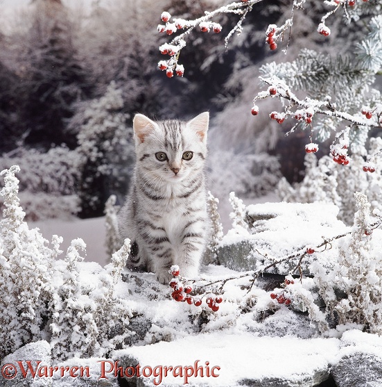 British Silver Spotted Tabby kitten on snowy rockery