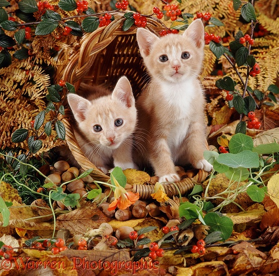 Cream-and-white kittens, 7 weeks old, have upset a basket of hazelnuts
