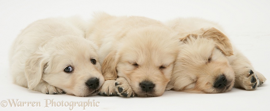 Sleepy Golden Retriever puppies, white background