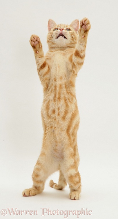 Ginger kitten Benedict 'dancing', white background
