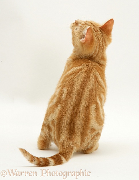 Ginger kitten, Benedict, 4 months old, sitting back back view, white background