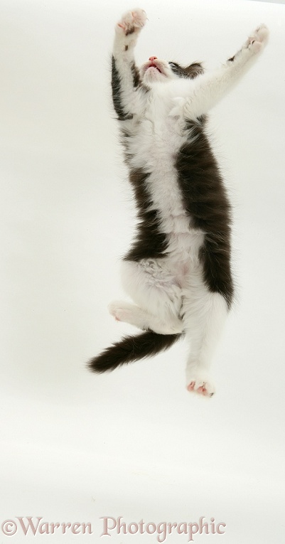 Black-and-white kitten dancing, white background
