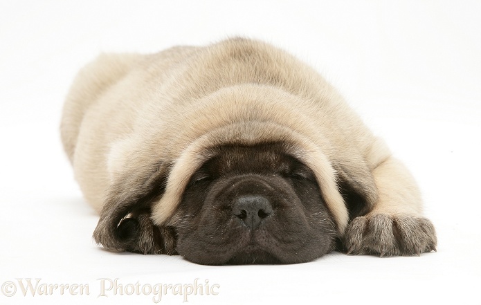 English Mastiff pup asleep, chin on floor, white background