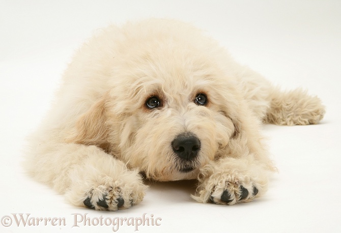 Labradoodle pup, Foxglove, white background