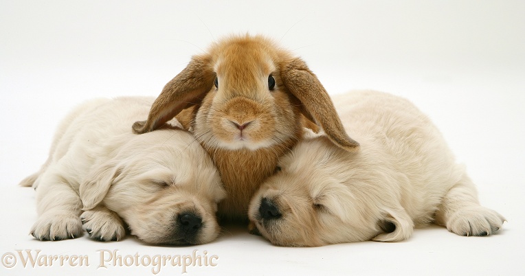 Sandy Lop rabbit and sleeping Golden Retriever pups, white background