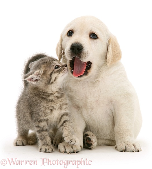 Yawning Yellow Goldador Retriever pup with blue tabby kitten, white background