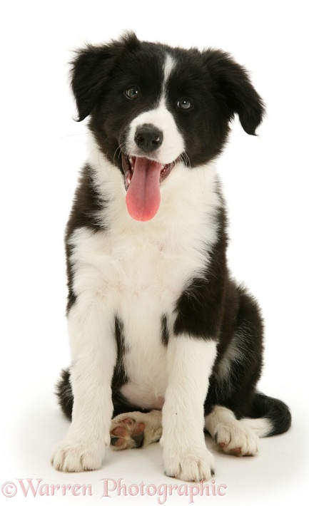 Black-and-white Border Collie pup, Pepper, white background