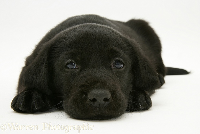 Sleepy black Retriever pup, white background