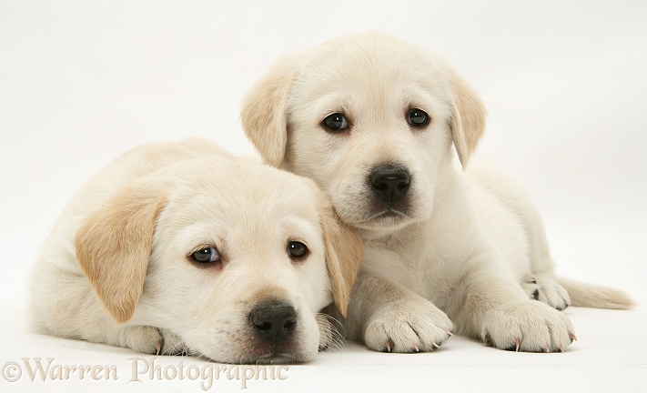 Yellow Goldador pups, white background