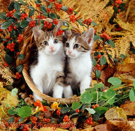 Tabby-and-white kittens, 9 weeks old, have upset a basket of hazelnuts