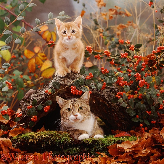 Tabby-and-white mother cat lying in a hollow log, her ginger kitten climbing on it