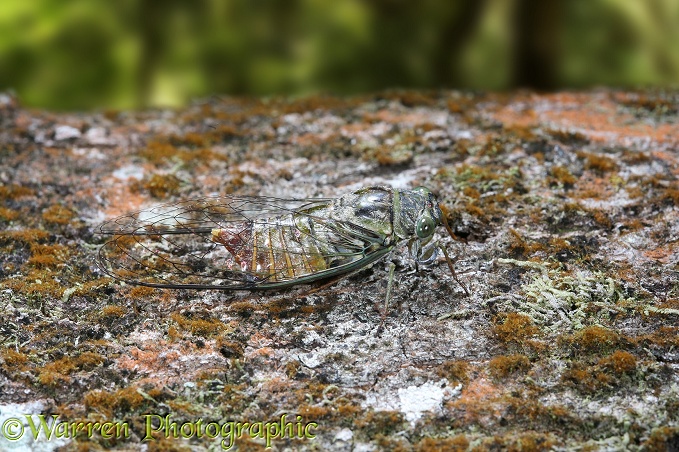 Cicada (unidentified) camouflaged on a log