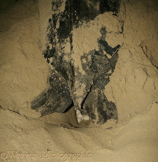 Leatherback Turtle (Dermochelys coriacea) egg-laying female.  Worldwide