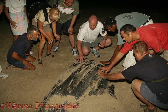 Leatherback Turtle (Dermochelys coriacea) egg-laying female being touched by tourists as part of the protection team's education process.  Worldwide