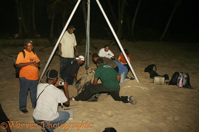Leatherback Turtle (Dermochelys coriacea) egg-laying female in the process of being weighed by research team.  Worldwide