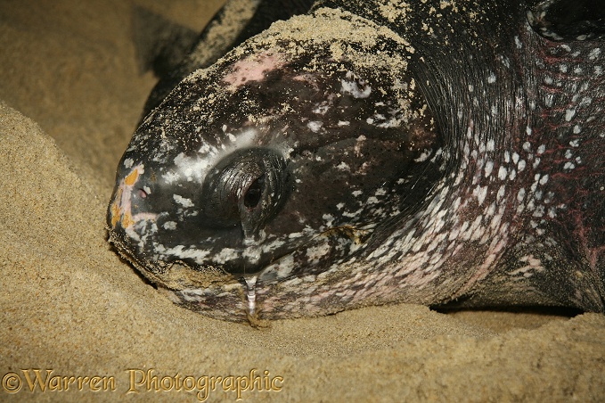 Leatherback Turtle (Dermochelys coriacea) egg-laying female.  Worldwide